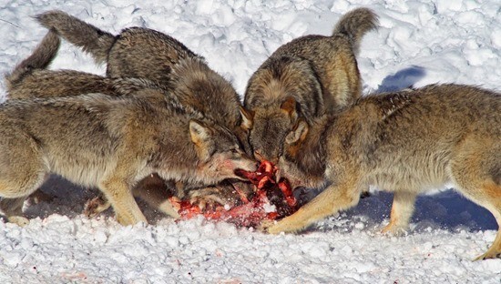 Волки съели девушку страшная история