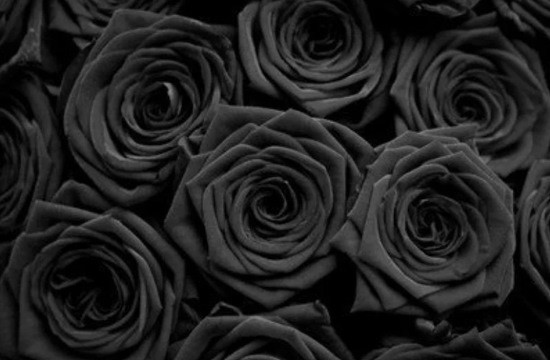 черные розы фото