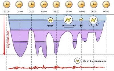 фазы сна диаграмма