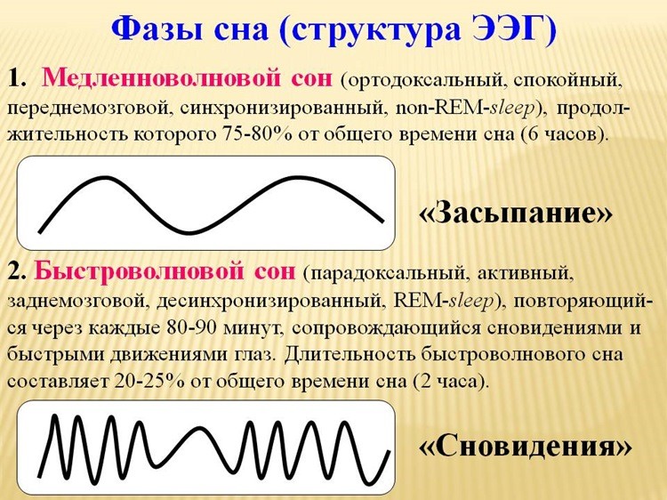 Фазы сна рисунок