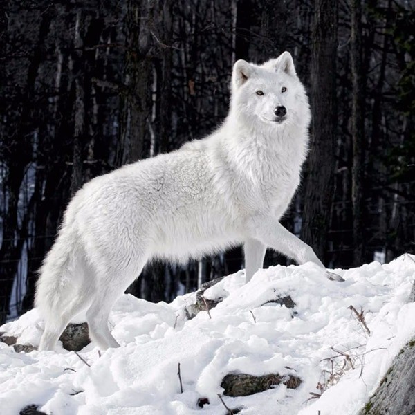 Чара. Легенда о Белой волчице.("Наследство", окончание)