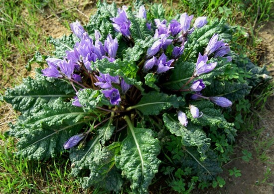 мандрагора цветы