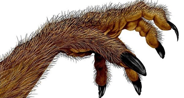 волосатые руки