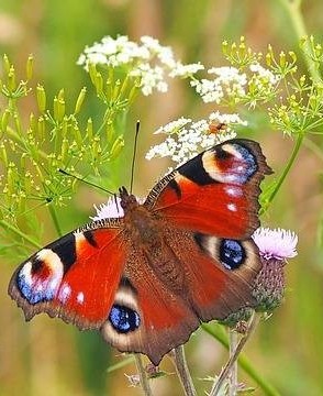 blank