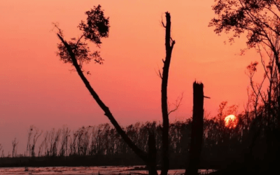 Бенгальские болота фото