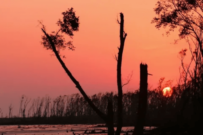 Бенгальские болота фото