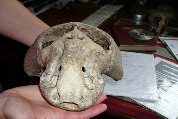 Череп инопланетянина снизу