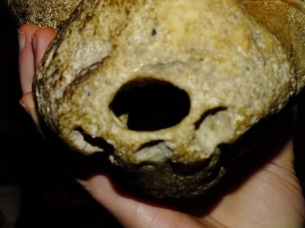 Череп пришельца