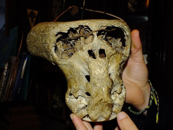 фото череп инопланетянина