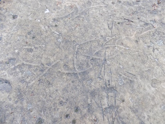 фото Лесо-Кефарь