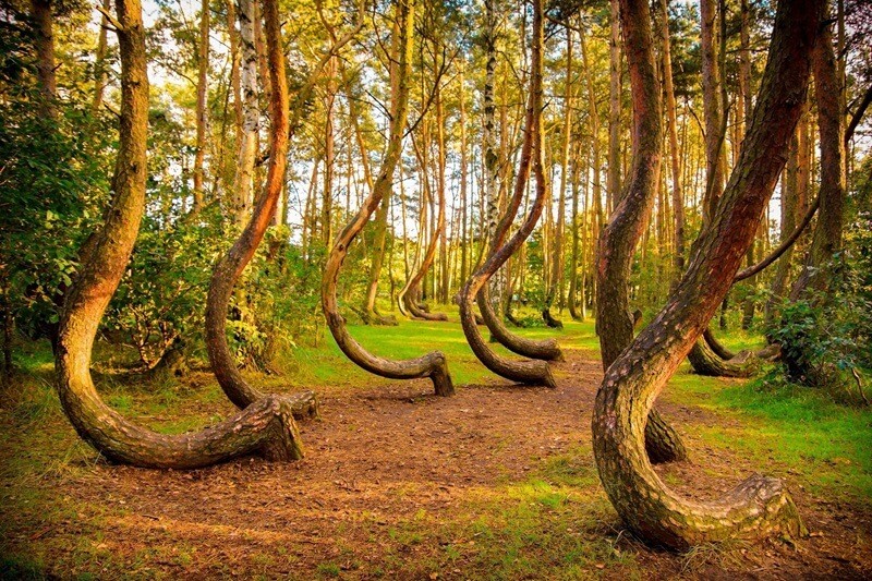 Кривой лес фото
