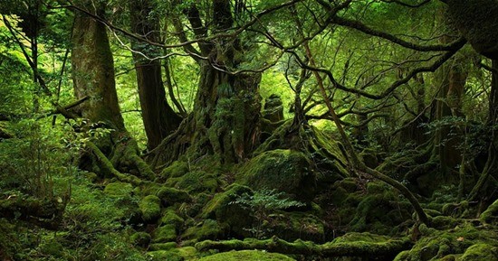 Лес Аокигахара фото