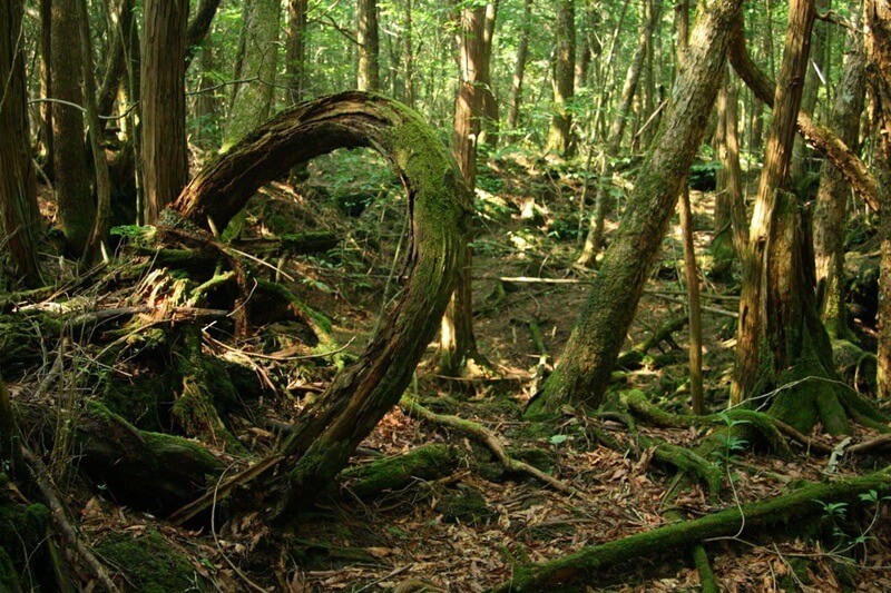 Лес Аокигахара в Японии