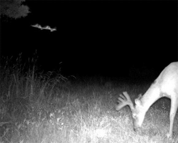 летающие стержни фото