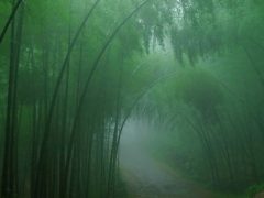 Лощина чёрного бамбука фото 11