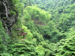 Лощина чёрного бамбука фото 8