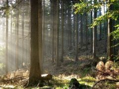 Мончаловский лес 2