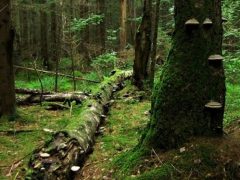 Мончаловский лес 3