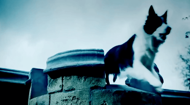 Мост Овертоун Шотландия собаки фото