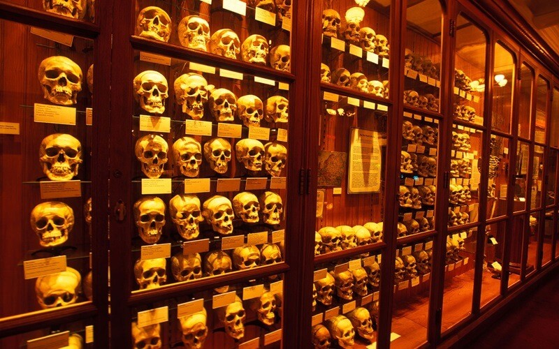 Музей медицинской истории Мюттера фото черепов