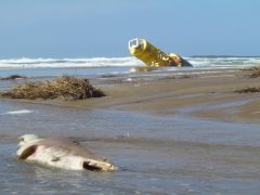 Мыс Гаттерас фото 2