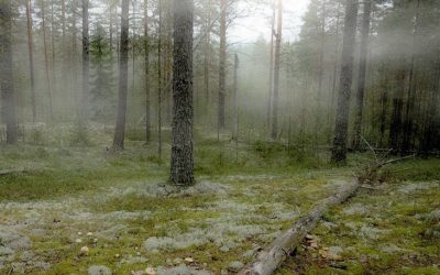 Новгородский лес фото