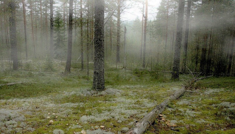 Новгородский лес фото