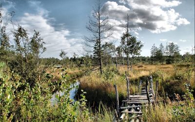 Синявинские болота фото